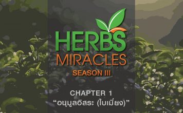 มหัศจรรย์สมุนไพร3 ตอนที่ 1 “ใบเมี่ยง” กับ “อนุมูลอิสระ”